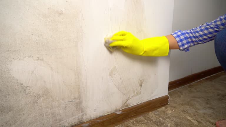 Best Black Mold Removal  in Mount Pleasant, NC